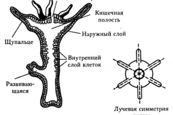 Kraken рабочая ссылка onion